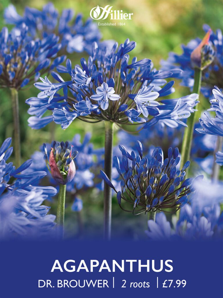 Agapanthus Dr Brouwer Roots 8718641970416 2